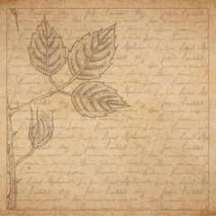 Vintage old paper texture with frame and engraved slyle rose twig and handwriting letter poems background, scrapbooking victorian style page, hand drawn vector illustration
