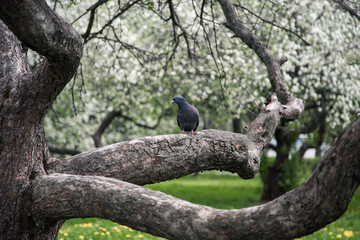 голубь сидит на ветке цветущей яблони