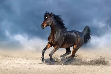 Gordijnen Beautiful bay horse run gallop in sandy field against dark blue sky © callipso88