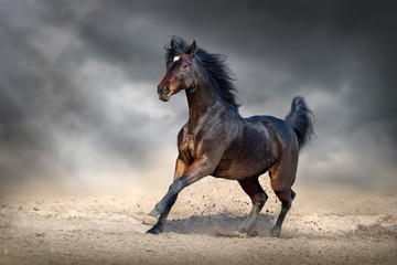 Beautiful bay horse run gallop in sandy field against dark sky