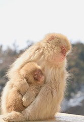 Parent and child of snow monkey