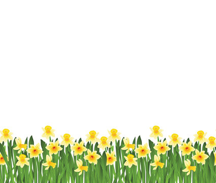 Green grass with small yellow narcissus flowers isolated on white. Vector illustration