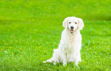 Portrait golden retriever dog on green grass