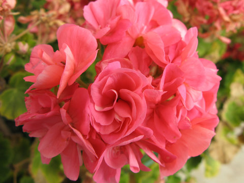Fleurs de géranium rose