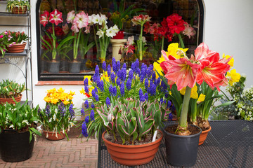 Colorful flowers in flowerpots on flower show, for sales