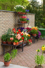 Colorful flowers in flowerpots on flower show, for sales