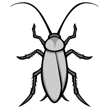Roach Illustration