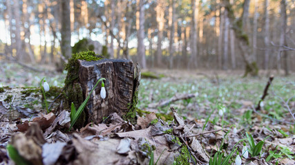Snowdrop spring flower near stump