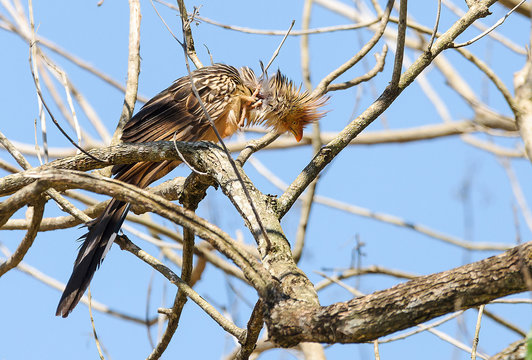 Scratching bird with ruffled feathers