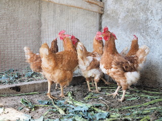 Galline nel pollaio