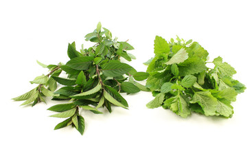 Mint and melissa isolated on white background