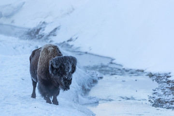 Hoarfrosted bison, Lamar valley, Yellowstone.