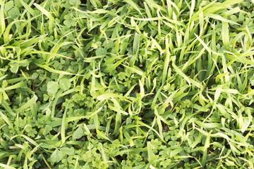 Natural grass background