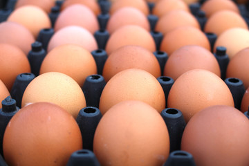 eggs hen background