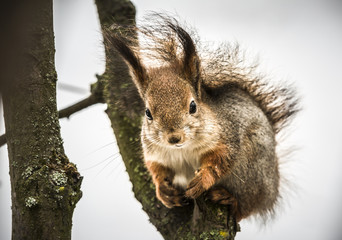 Naklejka na ściany i meble Squirrel with a nut