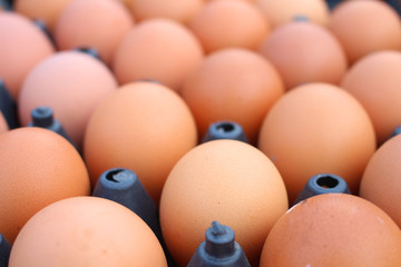 eggs hen background