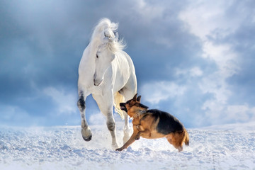 White horse play with german shepherd on snow winter field