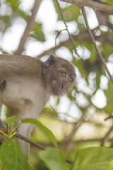 Monkeys in Thailand