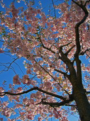 Rosa Zierkirschenbaum