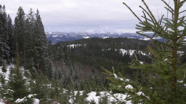 Focus on winter's view of Strandlykkja forest, snowy day, Hedmark, Norway