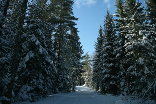 Vinter liten smal skogsväg med snö på granarna på båda sidor