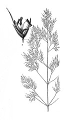 Common windgrass (Apera spica-venti) (from Meyers Lexikon, 1895, 7/876/877)