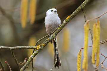long-tailed tit of spring earrings trees