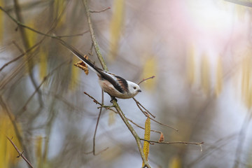 Aegithalos caudatus in spring forest with sunny hotspot