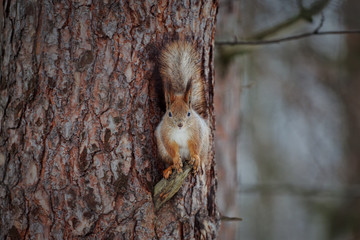 squirrel