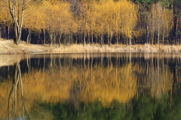 Spring forest reflected in lake