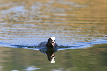 coot protects its territory