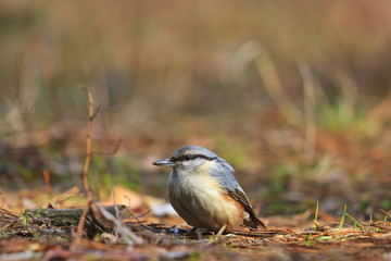 nuthatch sitting on the ground with the mite in its beak