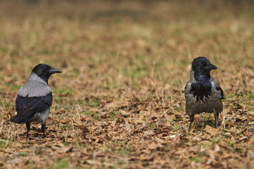 pair of hooded crows are among fallen leaves