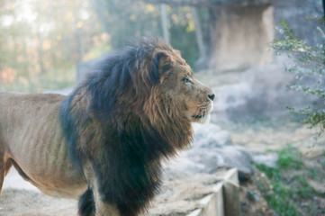 side profile lion