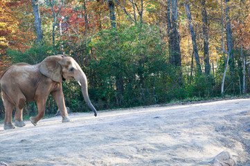 elephant taking a stroll 