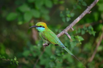 Bee Eater