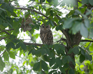 daytime owl