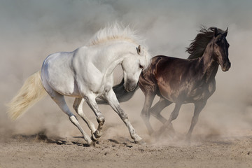 White and black horses run gallop in dust