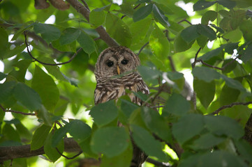 peaking owl