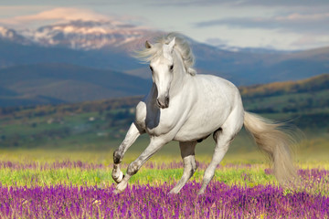 White horse on flower field against mountain view