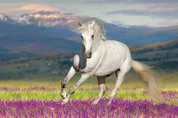 Selbstklebende Fototapete Foto des Tages Weißes Pferd auf Blumenwiese gegen Bergblick