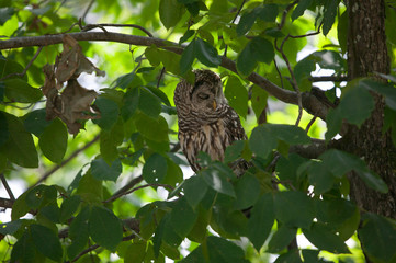 sleeping owl