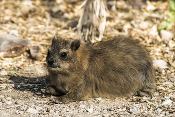 Капский даман в заповеднике Эйн Геди