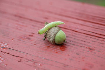 inch worm on an acorn