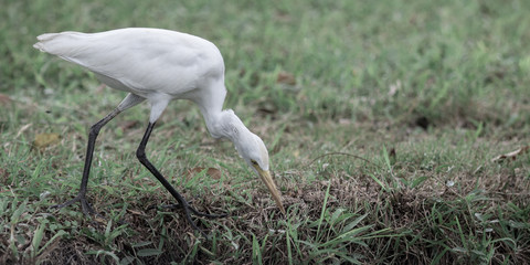 The white egret.