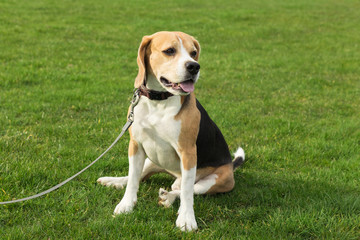 Beagle sitzt auf dem Rasen
