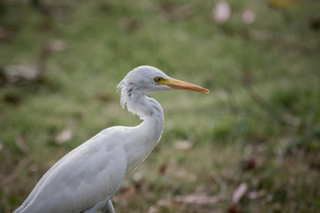 The white egret.