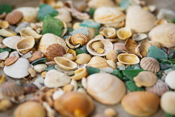 seashells background.Circle of seashells white background Circle of sea shells white background. Nautical composition. Sea shells, starfish on a white background. Flat plan, top view,