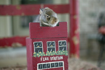 baby bunny standing guard over fire station