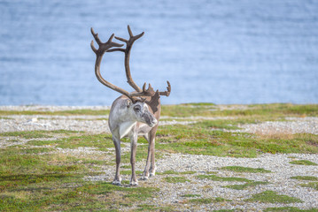 Naklejka na ściany i meble Reindeer in summer in arctic Norway